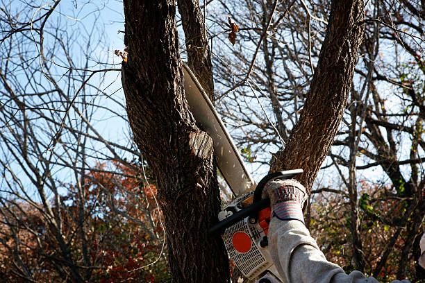 Landscape Design and Installation in Kenbridge, VA