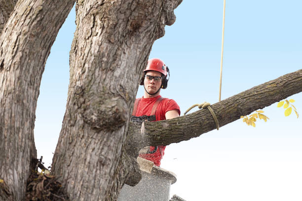 Trusted Kenbridge, VA Tree Care Experts